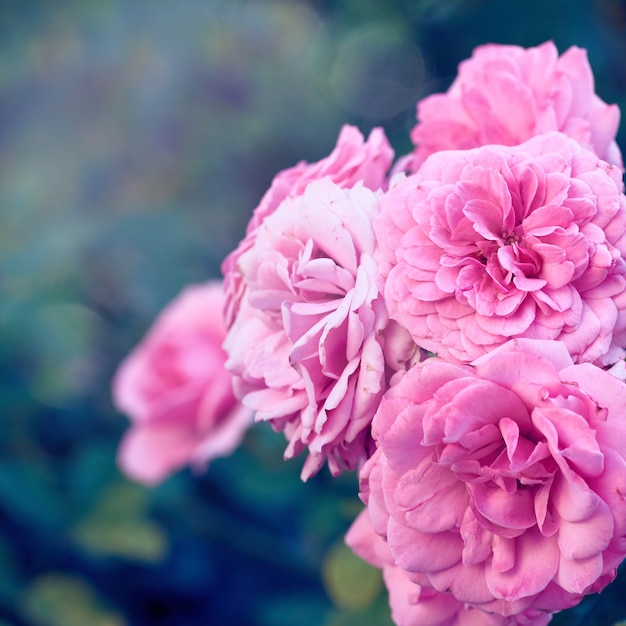 Knoppen van roze bloeiende rozen in de tuin