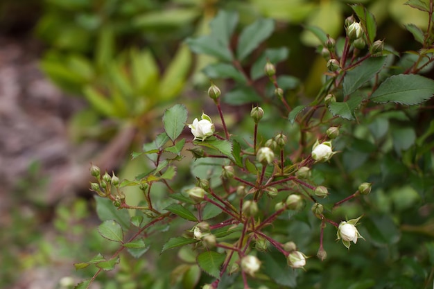 Knoppen van witte rozen in de tuin