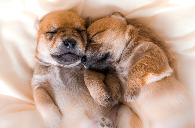 Knuffelige pasgeboren puppy's in zoete dromen die samen slapen