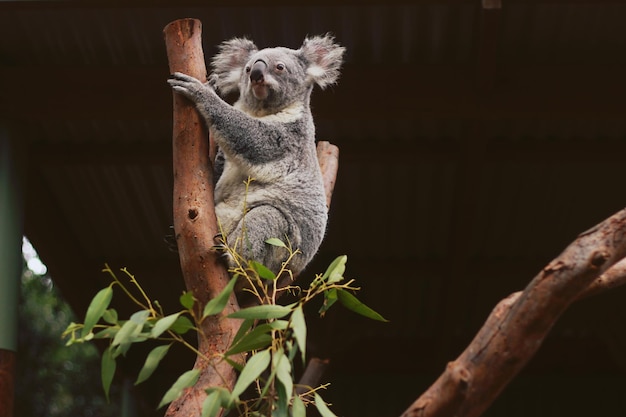 Koala bear on branch