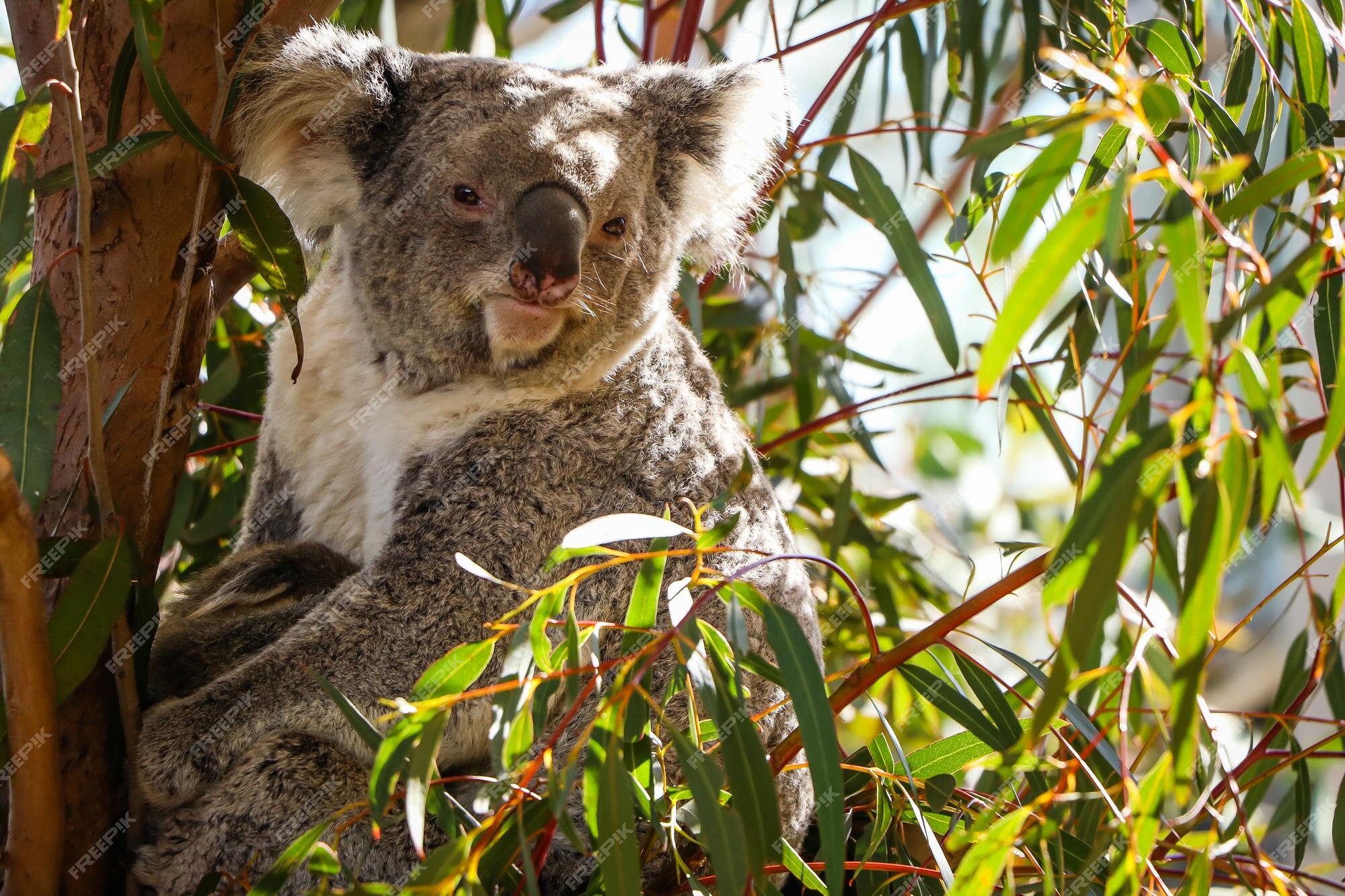 Premium Photo | Koala bear at wildlife zoo in sydney, australia Premium Photo | Koala bear at wildlife zoo in sydney, australia