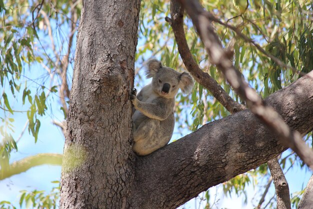 Photo koala bear