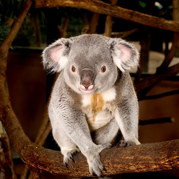 Foto koala di fronte a uno sfondo bianco