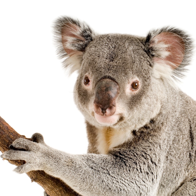 Koala di fronte a uno sfondo bianco