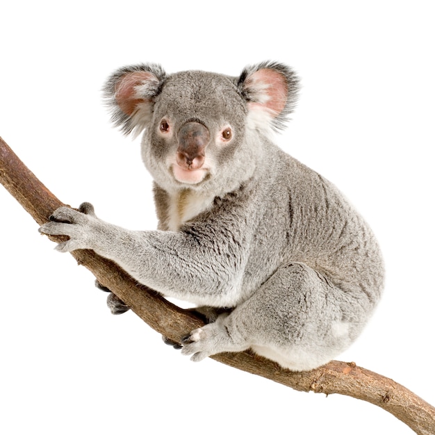 Koala di fronte a uno sfondo bianco