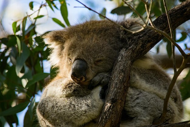 Photo koala at great otway national park