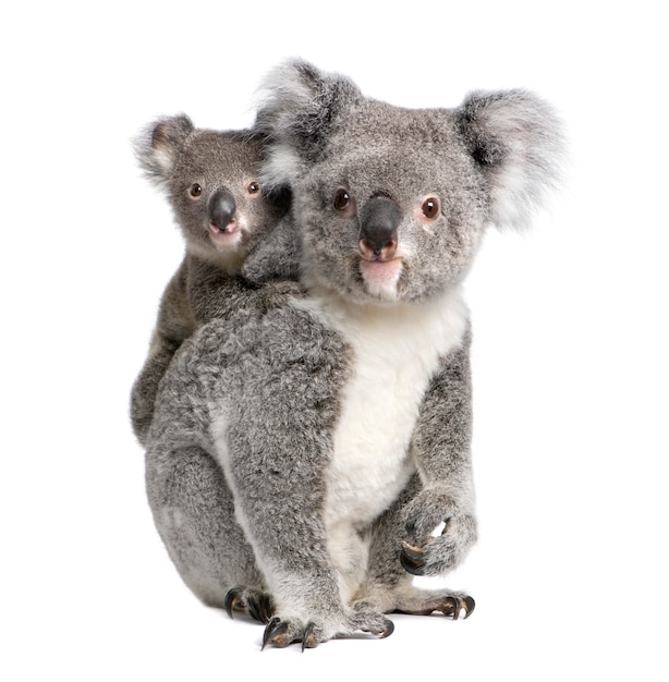 Photo koala and her baby - phascolarctos cinereus