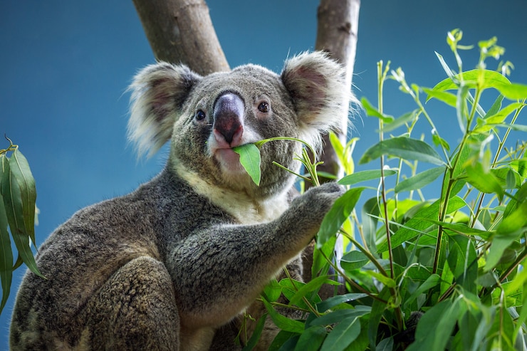 Koala is eating eucalyptus leaves.