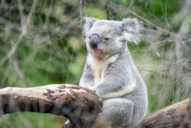 Koala ontspannen in een boom in Perth, Australië.