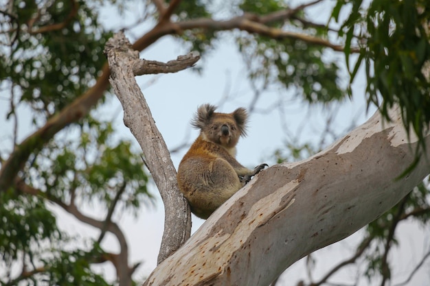 Koala op takboom eucalyptus Koala in bosdieren in het zuiden van Australië