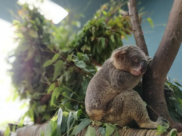 Foto koala's die in de dierentuin slapen