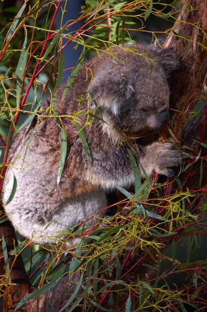 Photo a koala sits in a tree with leaves and branches