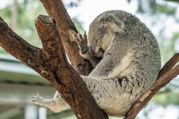 Koala touching its head and deep sleeping