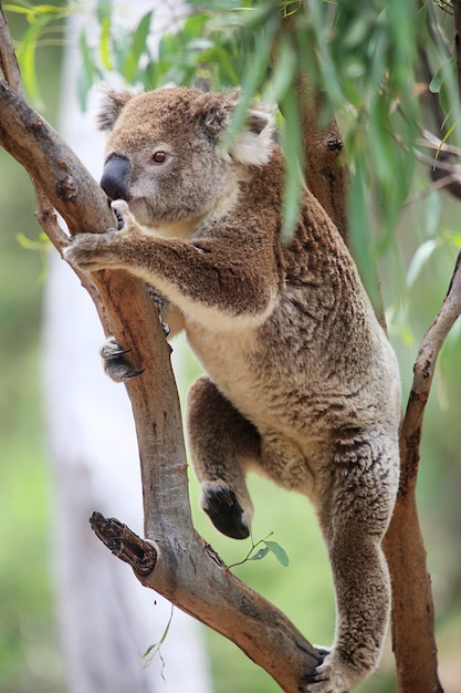 Koala in a tree