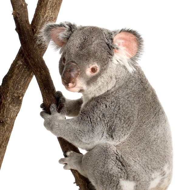 Koala voor een witte achtergrond