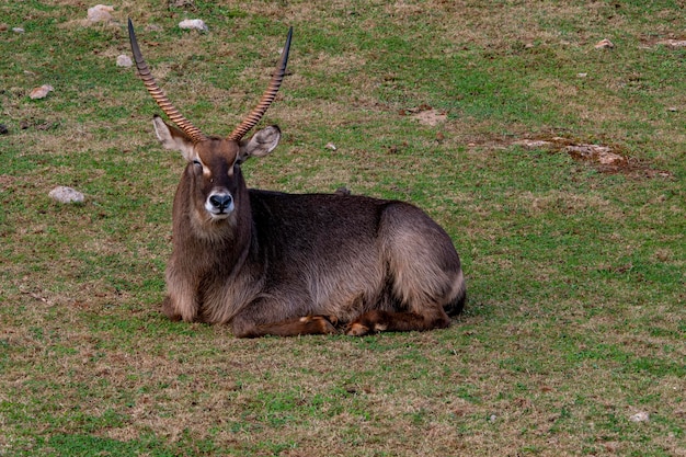 Kobus ellipsiprymnus - 수생 영양, 물 코보 또는 unctuous cobo는 Bovidae 가족의 artiodactyl 포유류 종입니다.