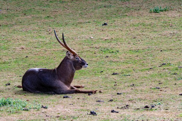 Kobus ellipsiprymnus - De aquatische antilope, watercobo of zalvende cobo is een soort artiodactyl zoogdier uit de familie Bovidae.