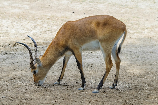 Kobus leche is a african mammal antelope