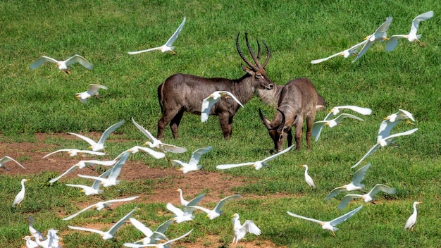 Kobussen met witte reigers bij een drinkplaats Taita Hills Wildlife Sanctuary Kenya