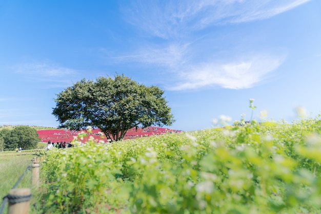 Photo kochia and cosmos filed hitachi ibaraki japan