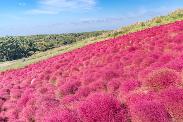 Photo kochia and cosmos filed hitachi ibaraki japan