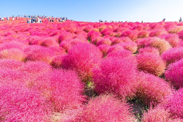 Kochia and cosmos filed Hitachi Ibaraki Japan