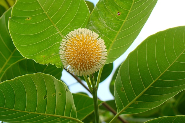 Kodom Flower