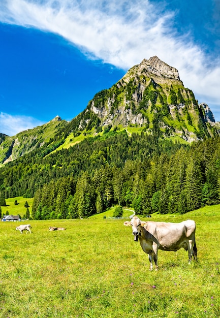 Koe bij Oberseetal in de Zwitserse Alpen