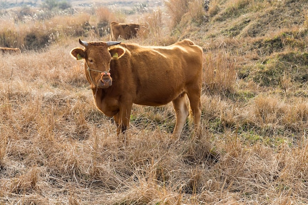 Koe boerderij