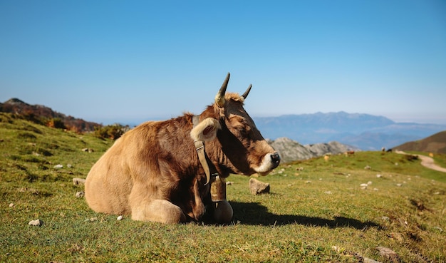 Koe die op het gras ligt te rusten