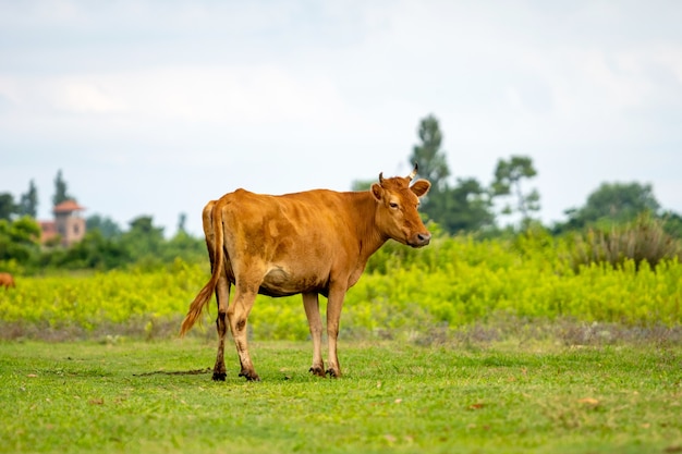 Koe die vers groen gras op weiland weidt. Dier