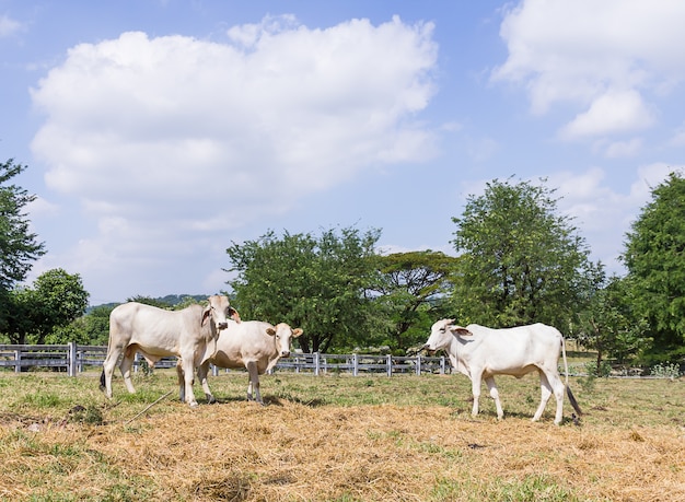 Koe die zich in landbouwbedrijf bevindt