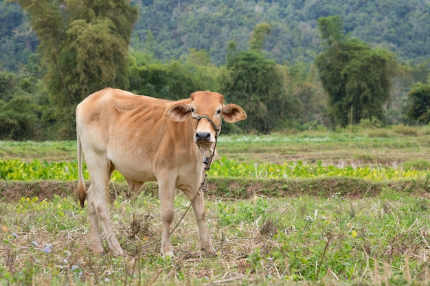 Koe die zich op het groene gebiedslandbouwbedrijf bevindt