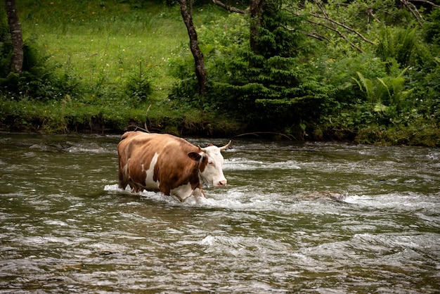 Koe drenken in de rivier. Dieren fotografie