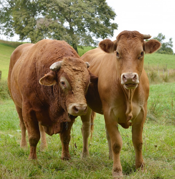 Koe en een stier in een weiland