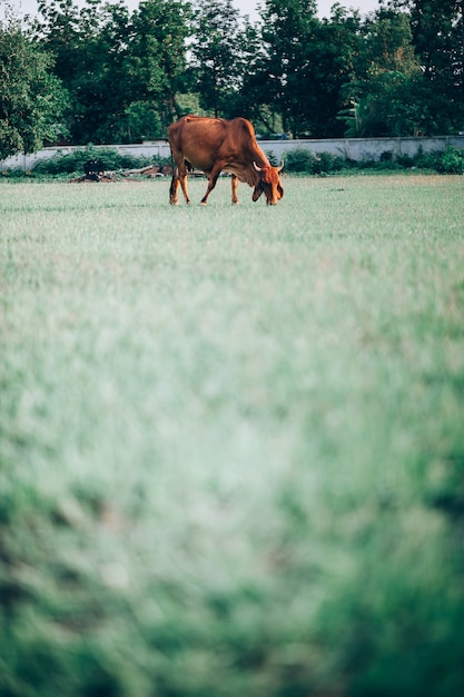 Koe en groen gras