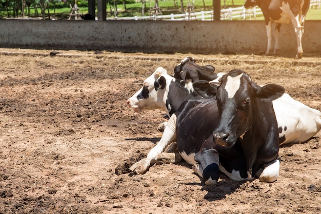 Koe en kalf in het landbouwbedrijf op aardachtergrond