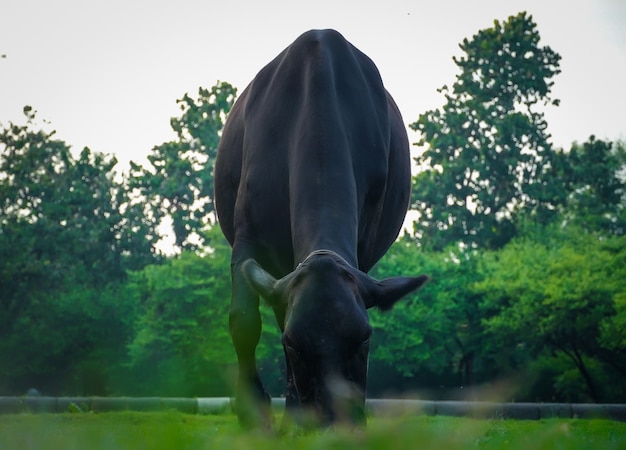 Foto koe eten gras in park afbeelding