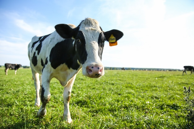 Foto koe graast in de zomer op groen gras