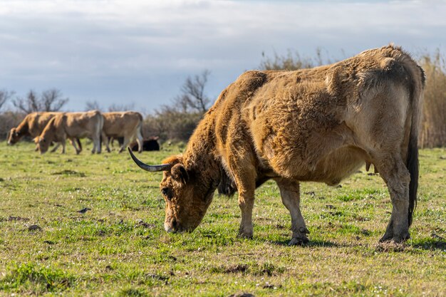 Koe grazen in de moerassen van de Ampurdan.