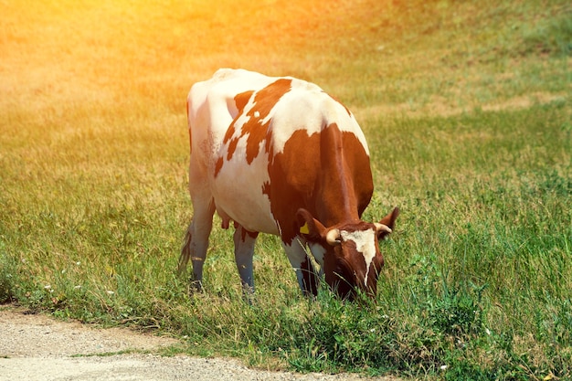 Koe grazen op een groen veld