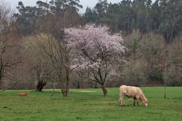 Koe grazen op een groene weide naast een bloeiende boom