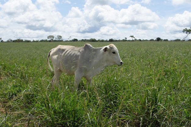 Koe grazen op een grote groene weide