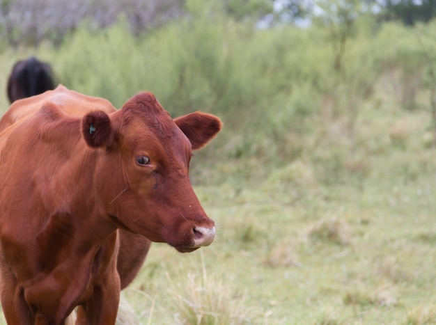 Koe het weiden op het gebied in de provincie van entre rios Argentinië