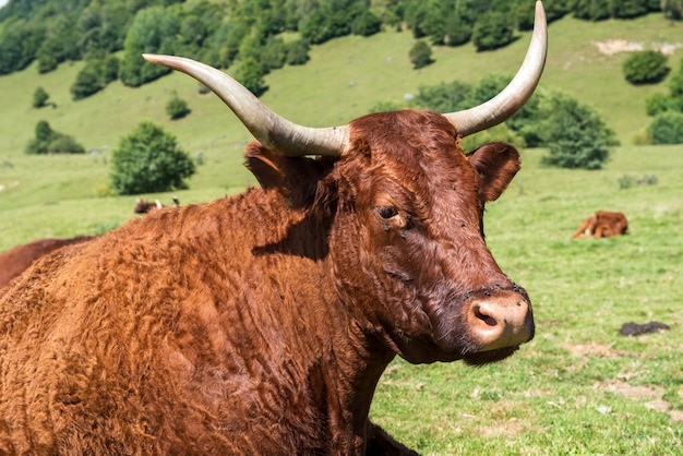 Koe In de bergweide, Franse Pyreneeën, Bearn