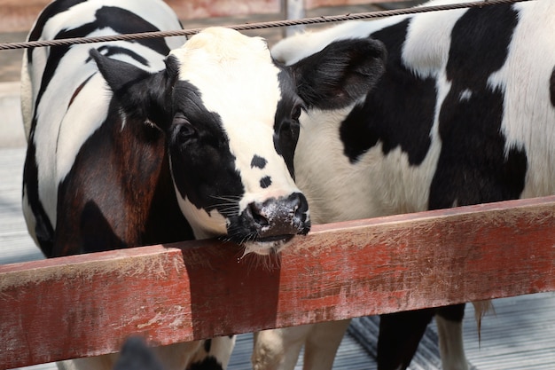 koe in de boerderij