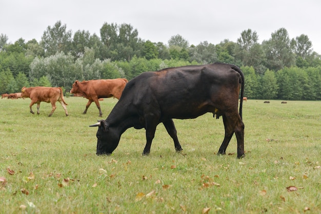 Koe in de wei. landelijk. koeien grazen in de wei.