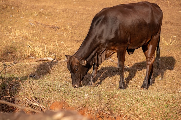 Koe in een Braziliaanse boerderij met selectieve focus