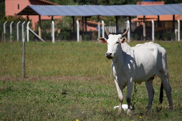 Koe in een grazend veld groen gras selectieve aandacht