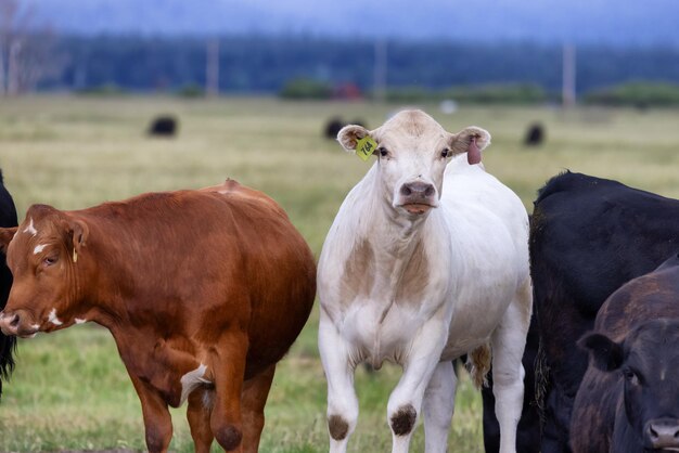 Koe in een groen veld met berglandschap op de achtergrond